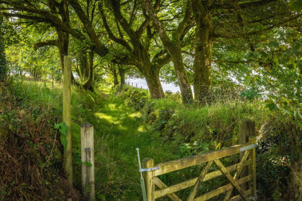 Blaenllechog, SA66 7JS